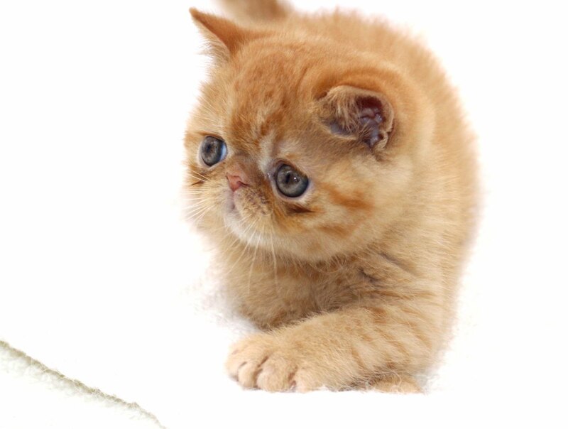 Rokki Exotic male, red spotted tabby