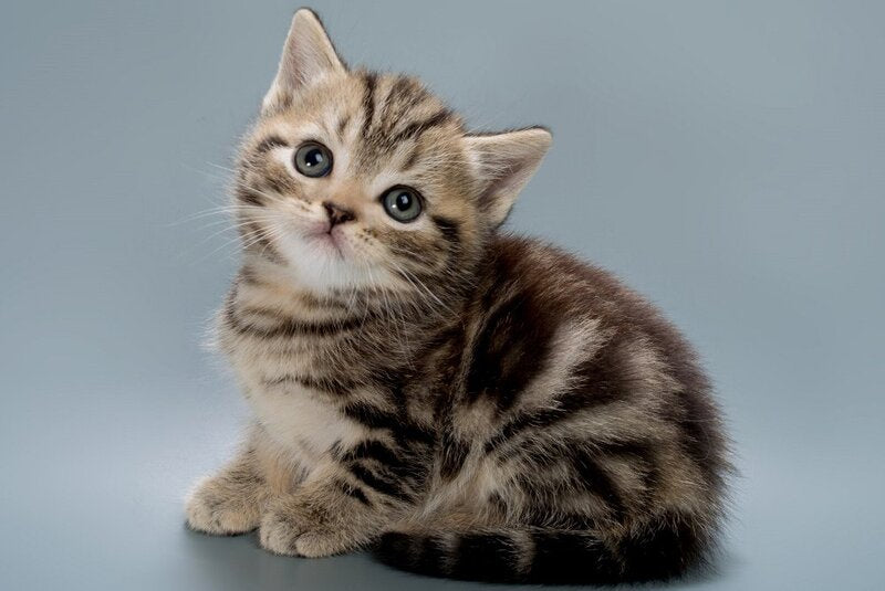 Barni British Shorthair male, black tabby