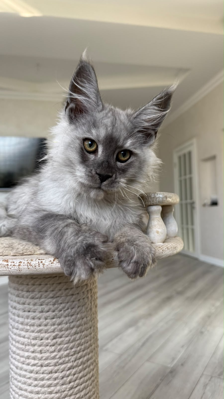 Pirat Maine Coon male, black silver