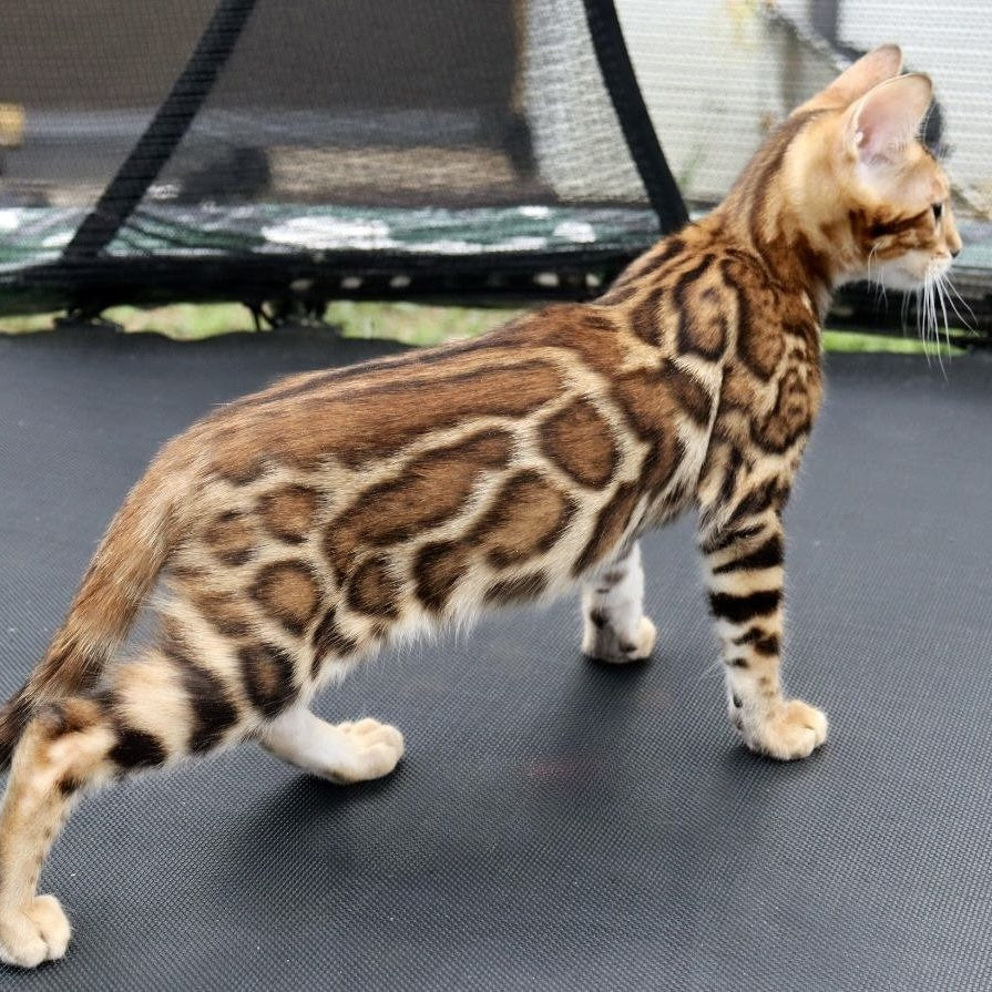 Timokha Bengal male, black spotted tabby