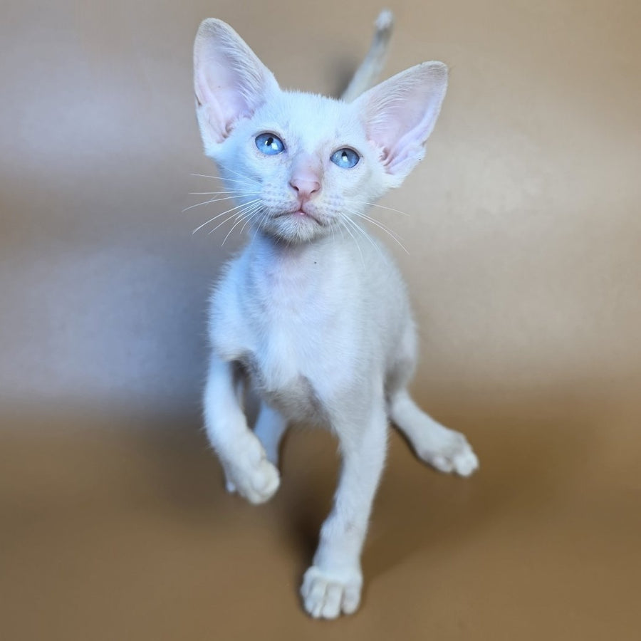 Draco Siamese male, red