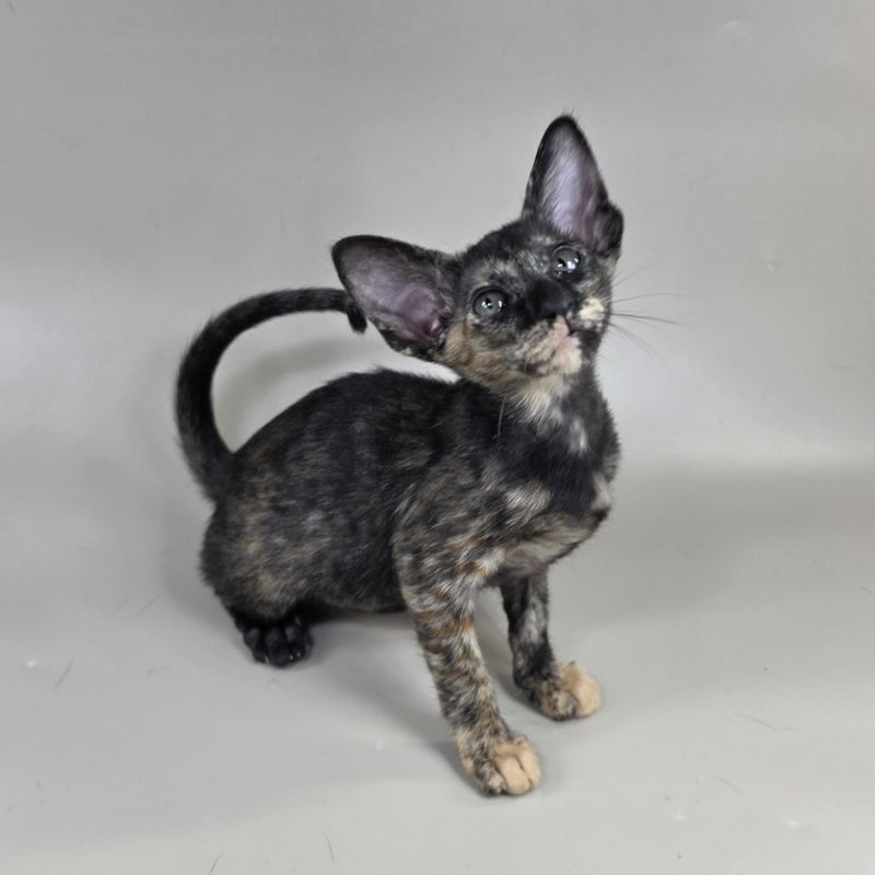 Xandra Oriental Shorthair female, chocolate tortie