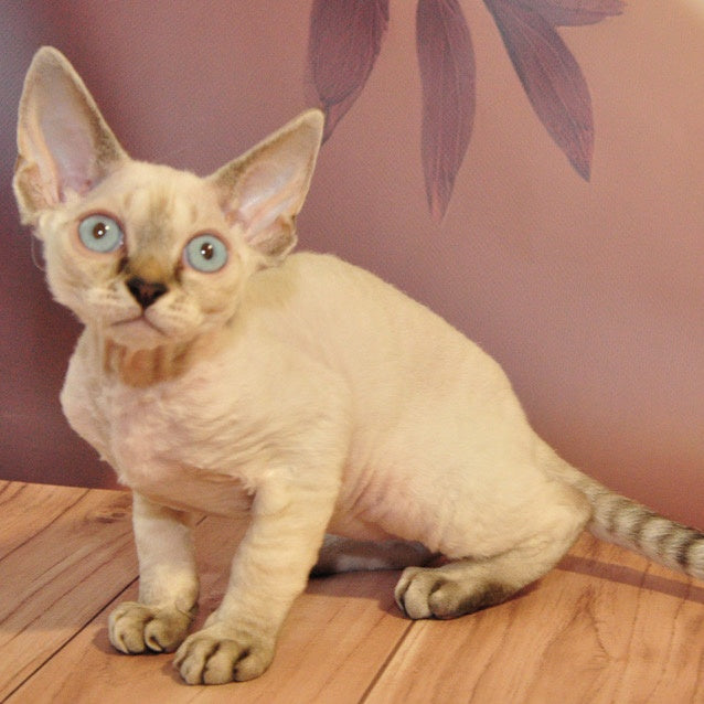Alex Devon Rex male, black tabby pointed