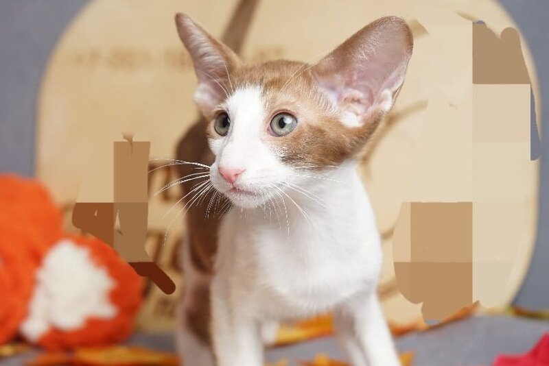 Fedya Oriental Shorthair male, cinnamon bicolour
