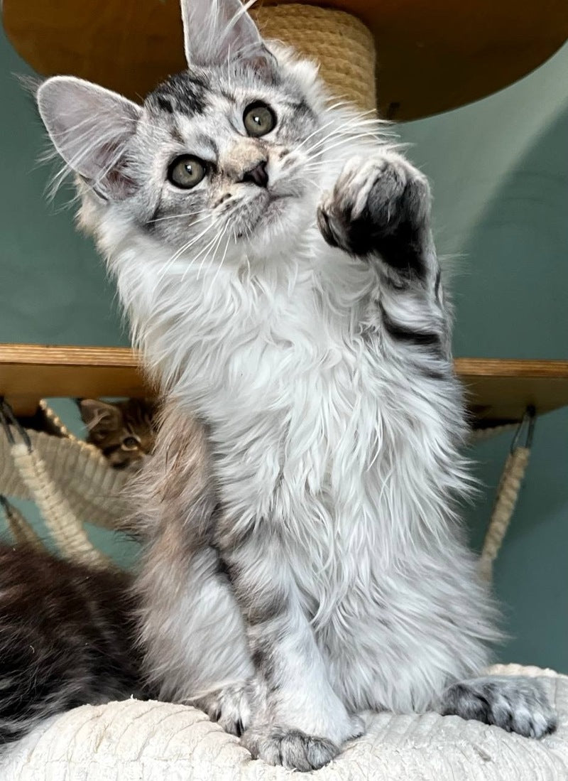 Western Maine Coon polydactyl male, black silver ticked tabby