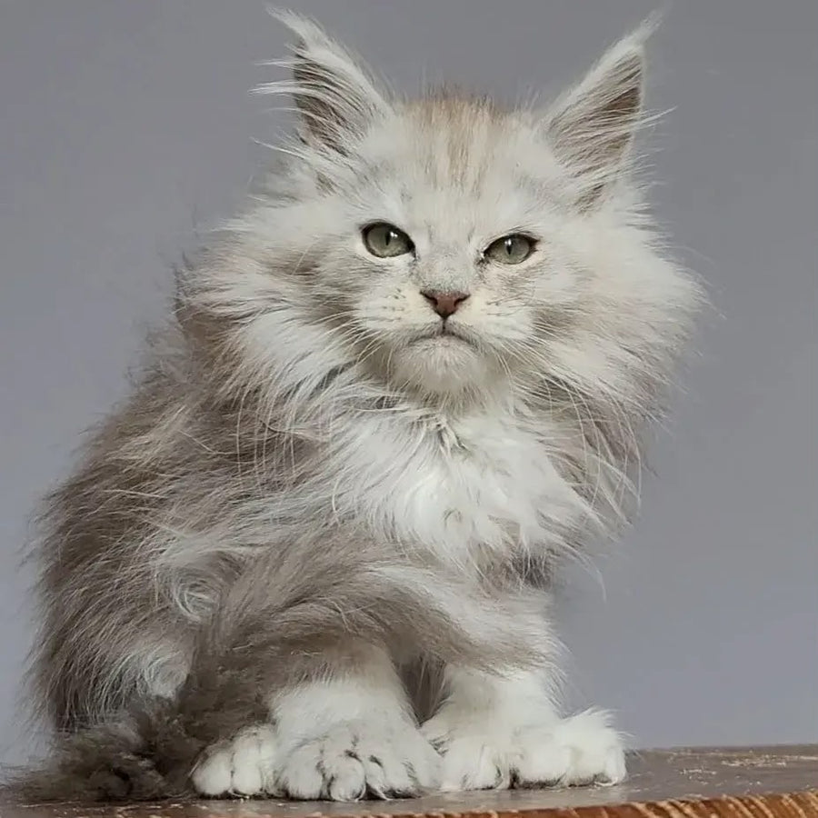Harold Maine Coon polydactyl 6x6x6x6 male, black silver tabby