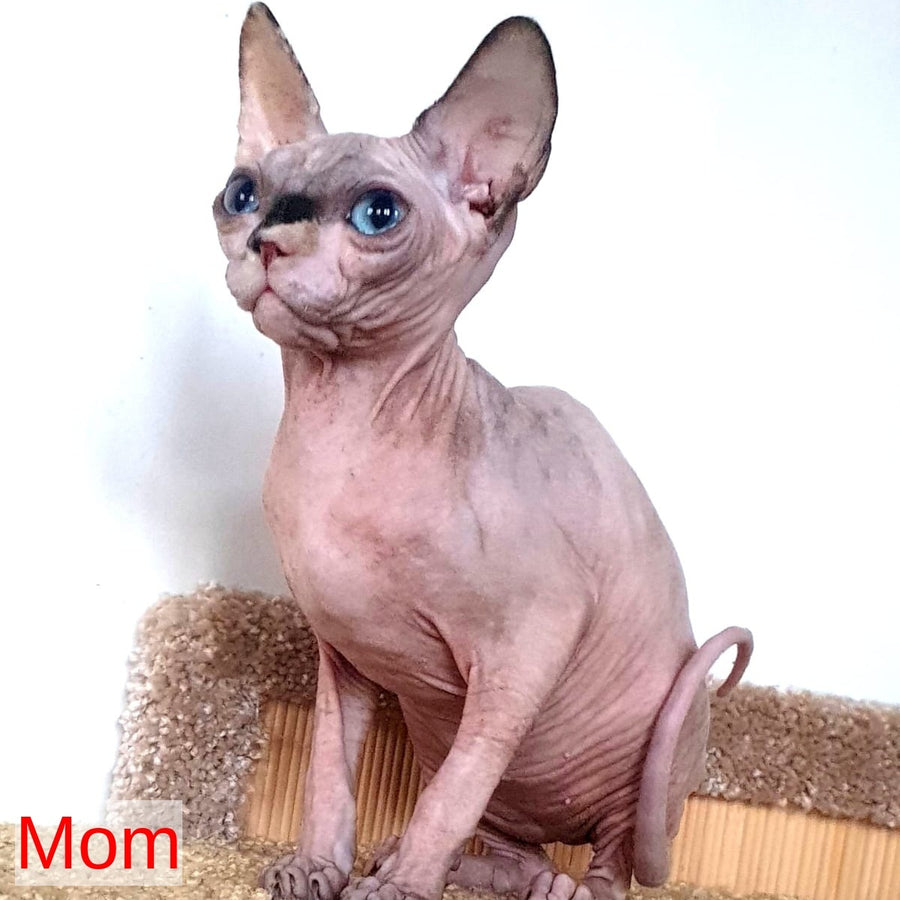 Pharaoh Canadian Sphynx male, red tabby
