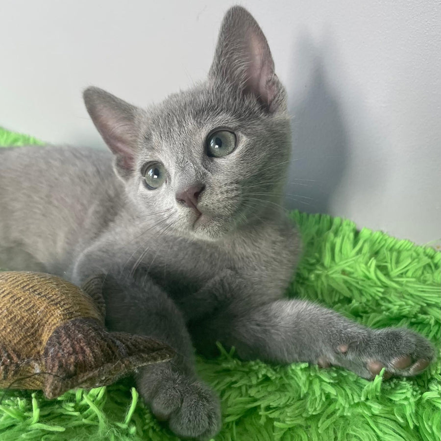 Noi Russian Blue male, blue