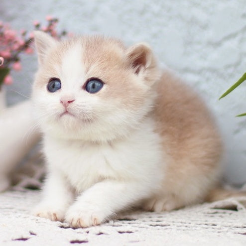 Filya British Shorthair male, blue golden shaded