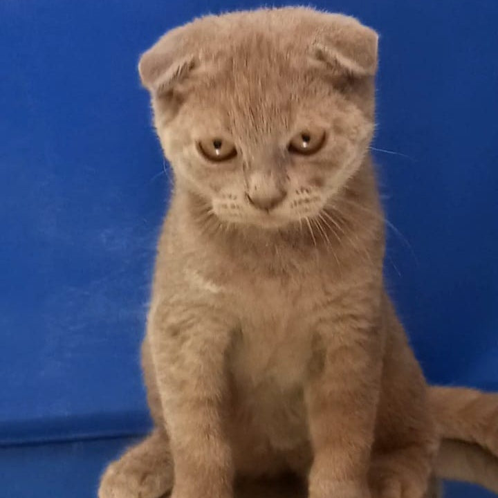 Emelya Scottish Fold male, blue