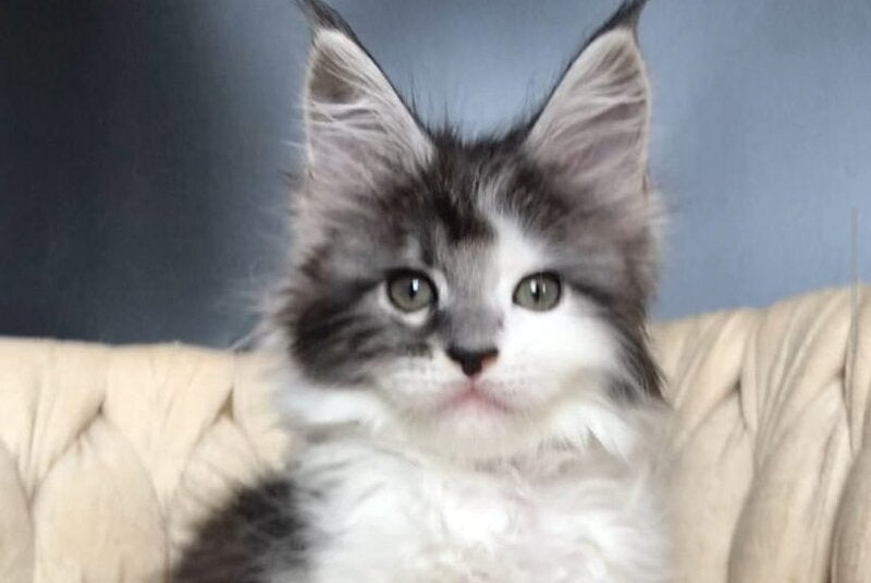 Winston Maine Coon male, black tabby bicolour