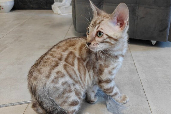 Henly Bengal male black spotted tabby pointed - live animals