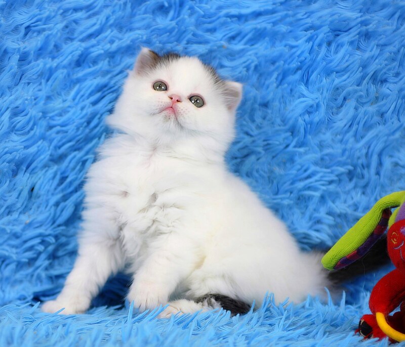 Eddi Scottish Straight male black tabby harlequin live animals