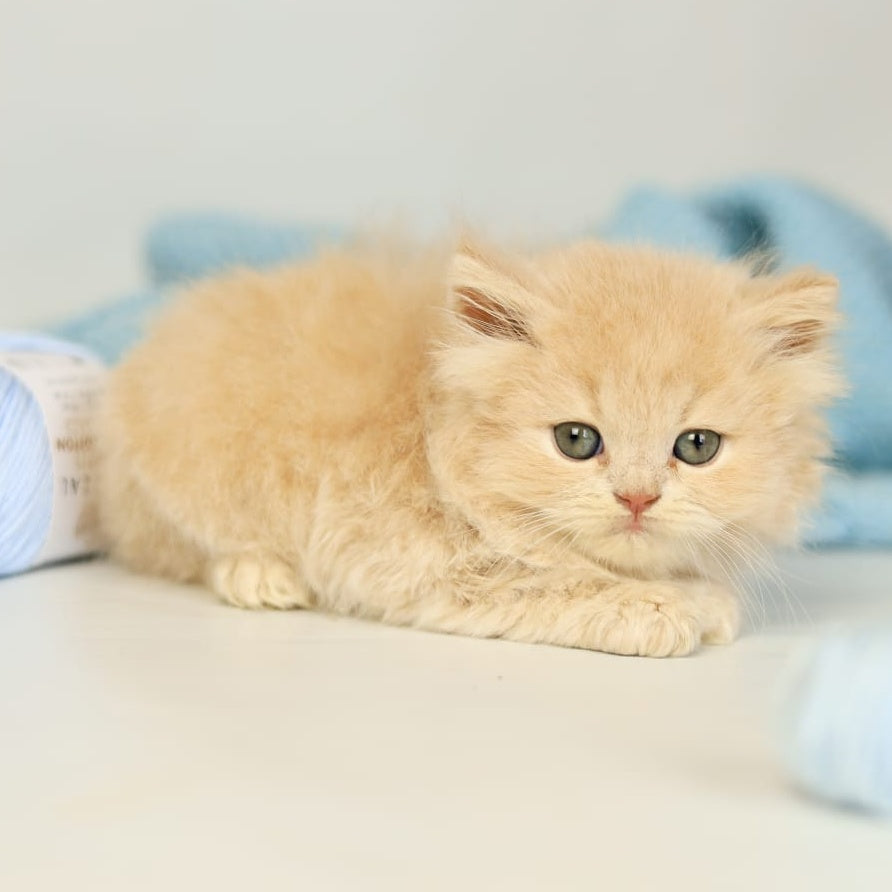 Perry British Longhair male, lilac