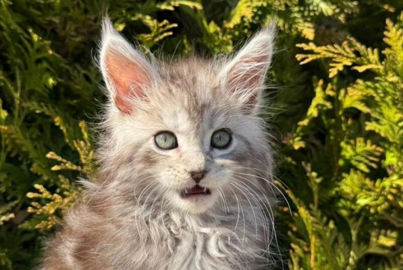 Erick Maine Coon male black silver ticked tabby - live animals