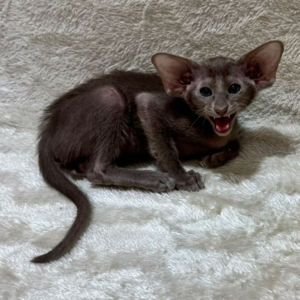 Kasper Oriental Shorthair male, lilac