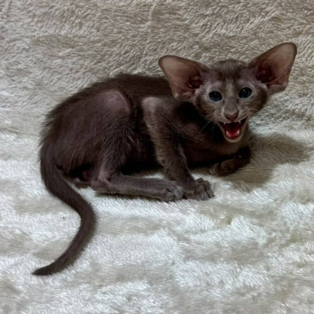 Kasper Oriental Shorthair male, lilac