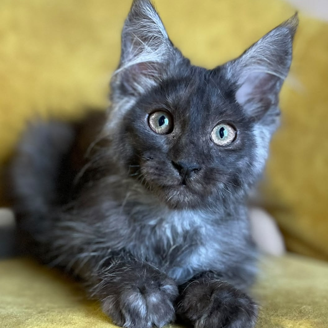 Ash Maine Coon male, black silver