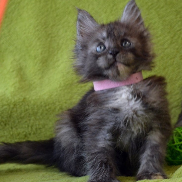 Kiwi Maine Coon female, black tortie silver