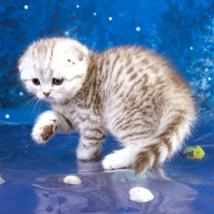 Le Sha Scottish Fold male, black silver spotted tabby