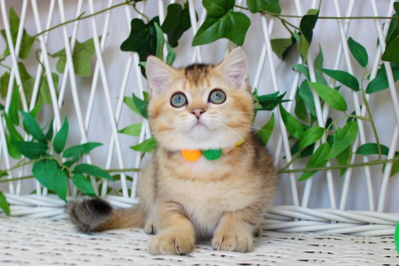 Ivan British Shorthair male, black golden ticked tabby