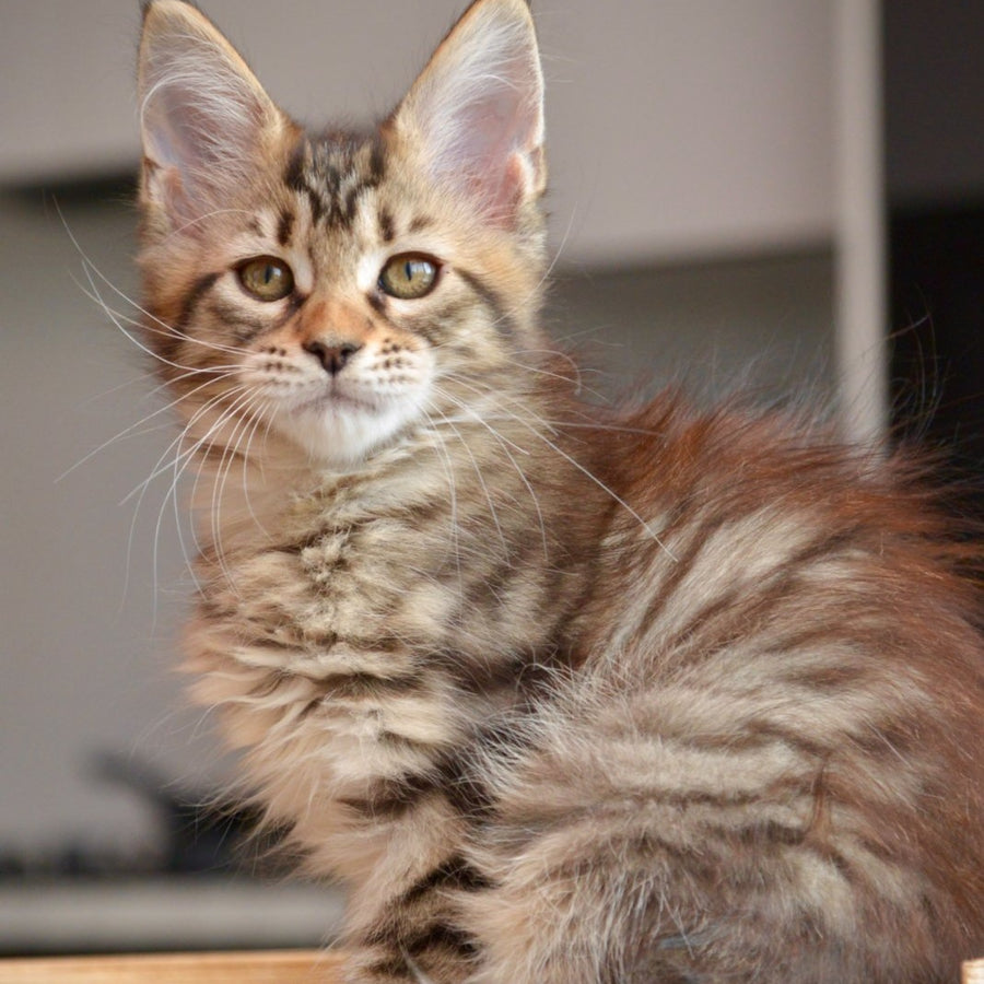 Yathana Maine Coon female, black tabby
