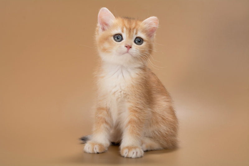 Enisey British Shorthair male, black golden shaded