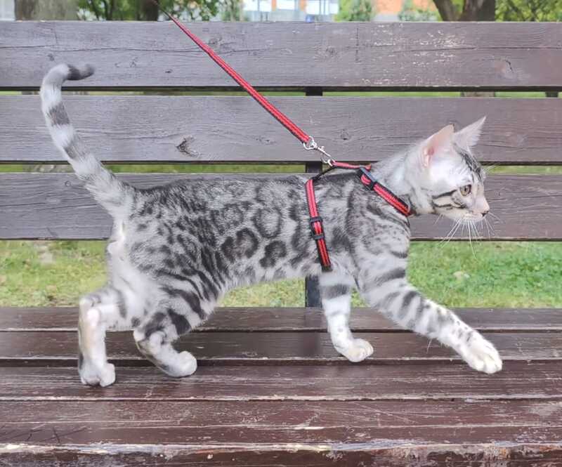 Loki Bengal male, blue silver spotted tabby