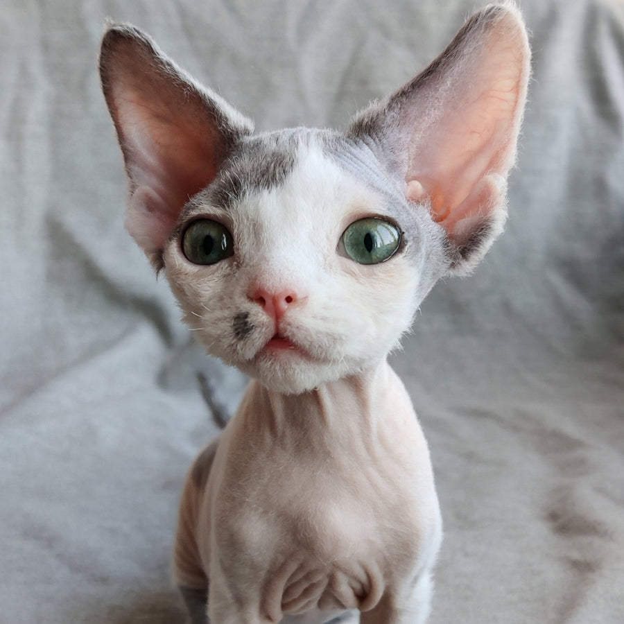 Merilyn Devon Rex female, blue harlequin