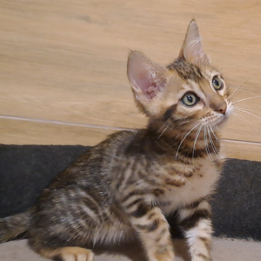 Kara Bengal female, black spotted tabby