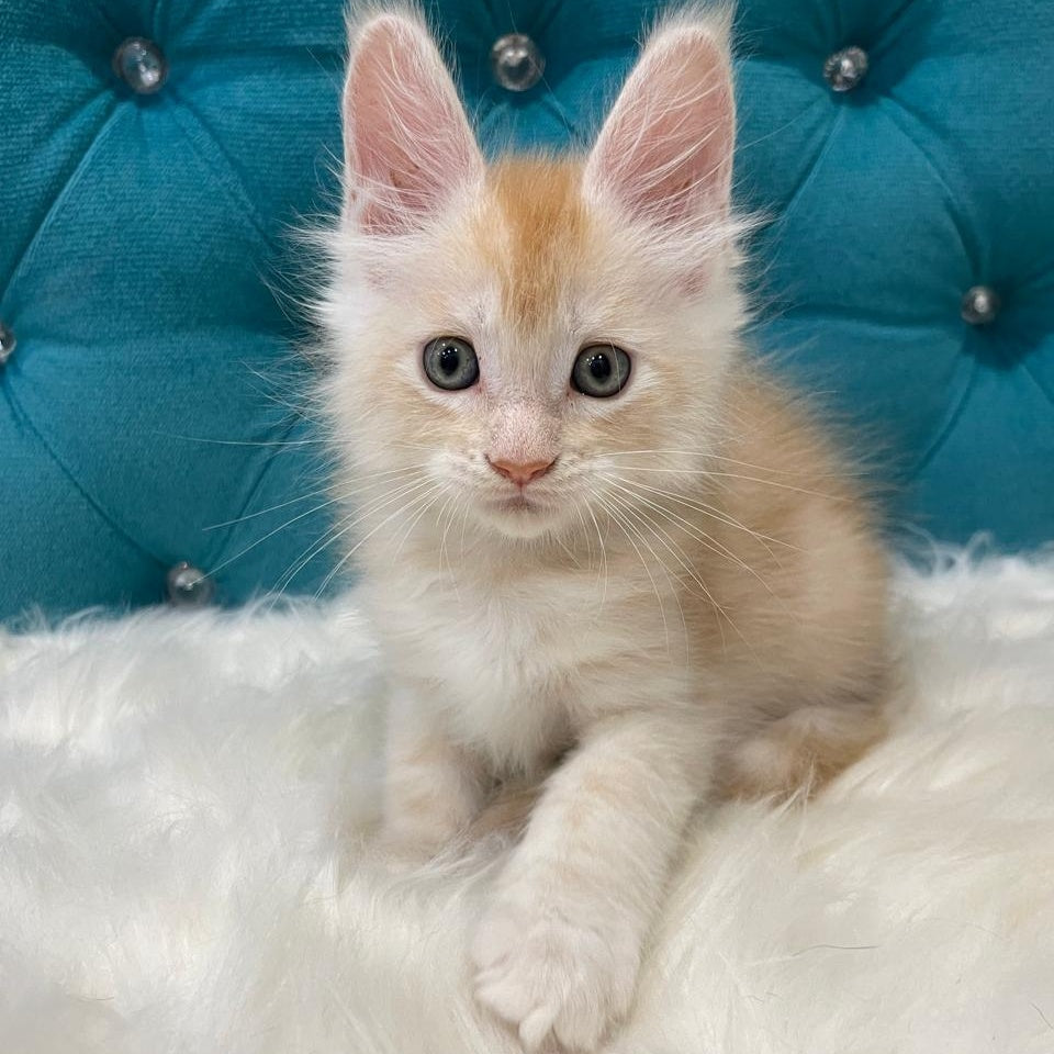 Timofey Maine Coon male, red silver