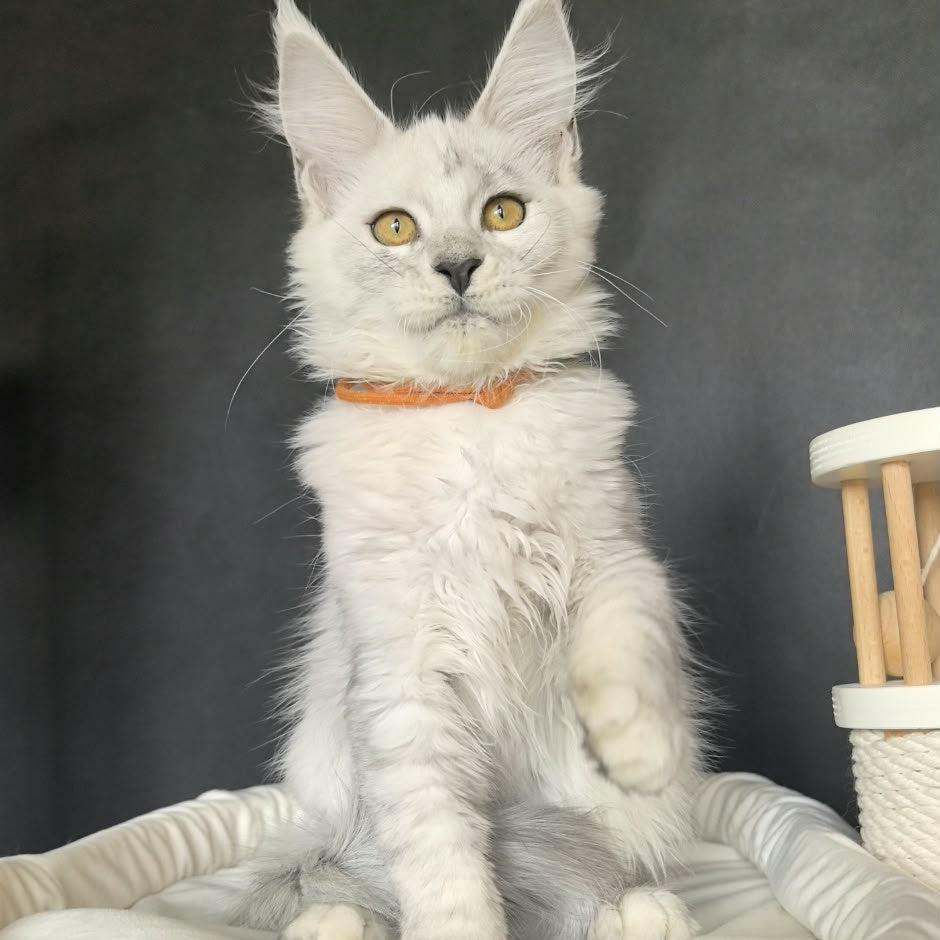 Williana Maine Coon female, black silver tabby
