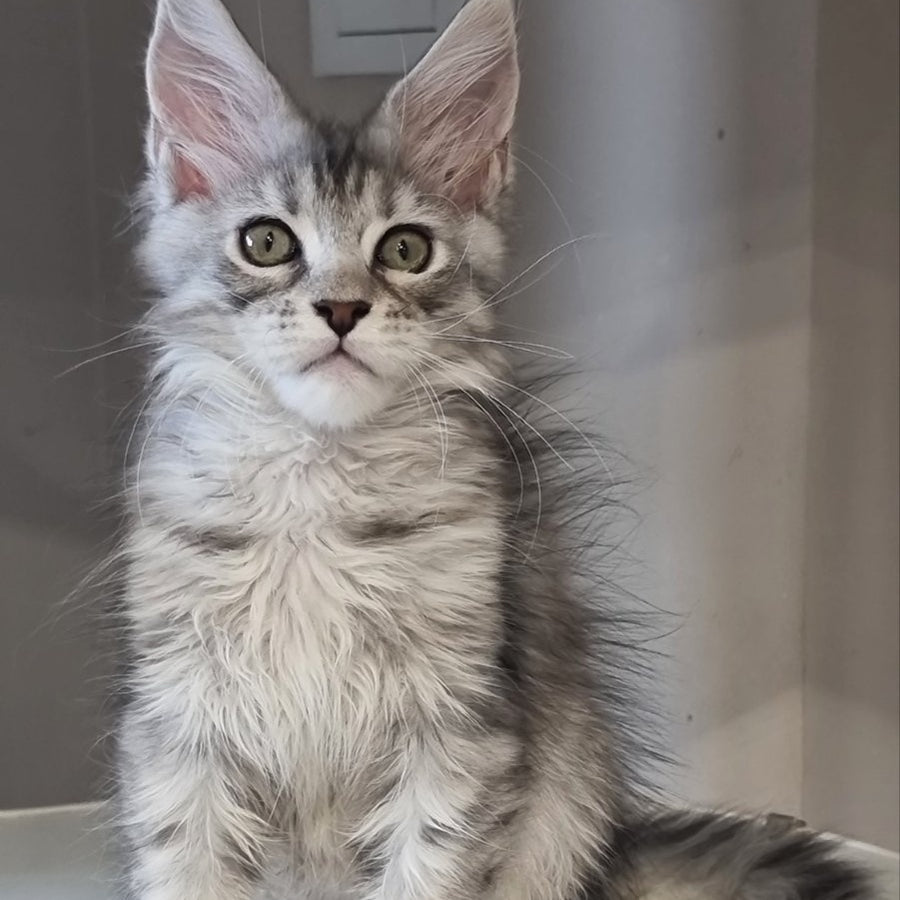 Elit Maine Coon male, black silver spotted tabby