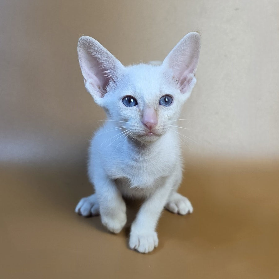 Eclair Siamese male, red