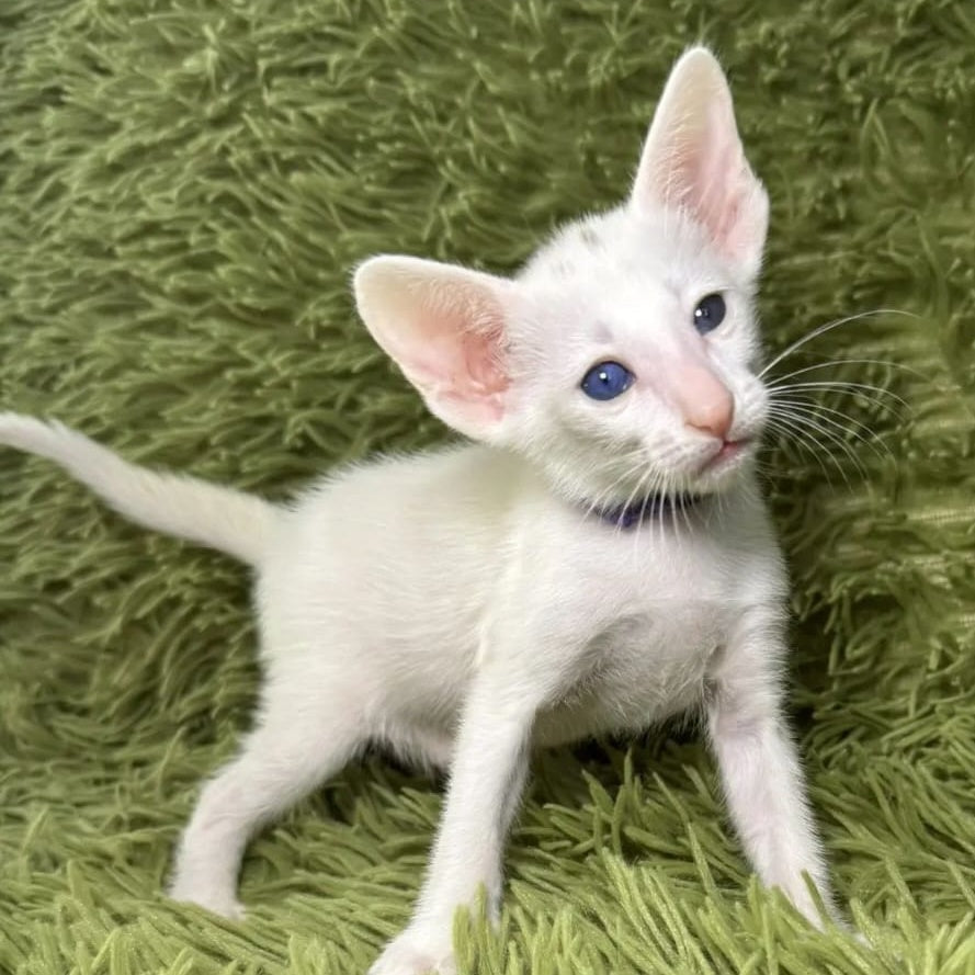Diva Oriental Shorthair female, white