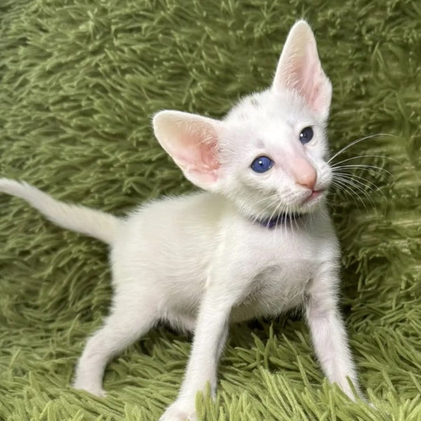 Diva Oriental Shorthair female, white
