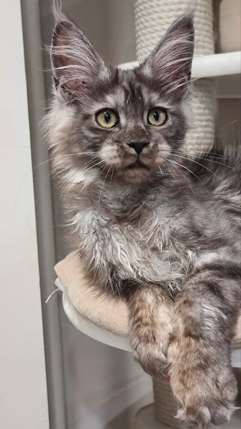 Cassia Maine Coon female black silver - live animals