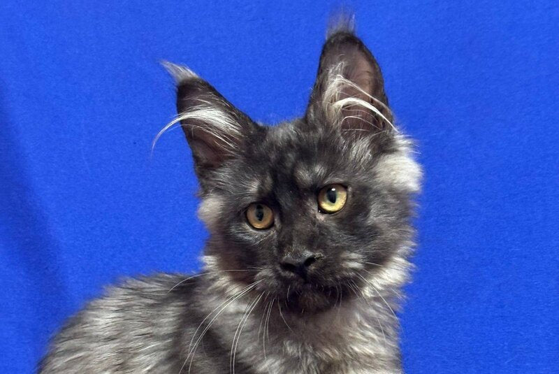 Bentley Maine Coon male, black silver