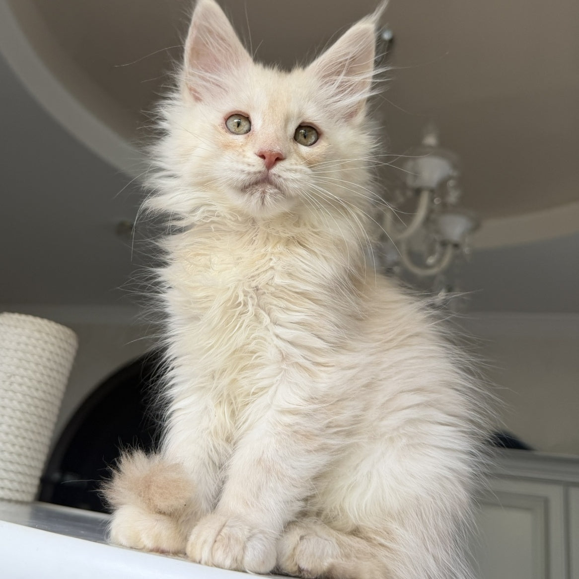 Darvin Maine Coon male, cream silver tabby