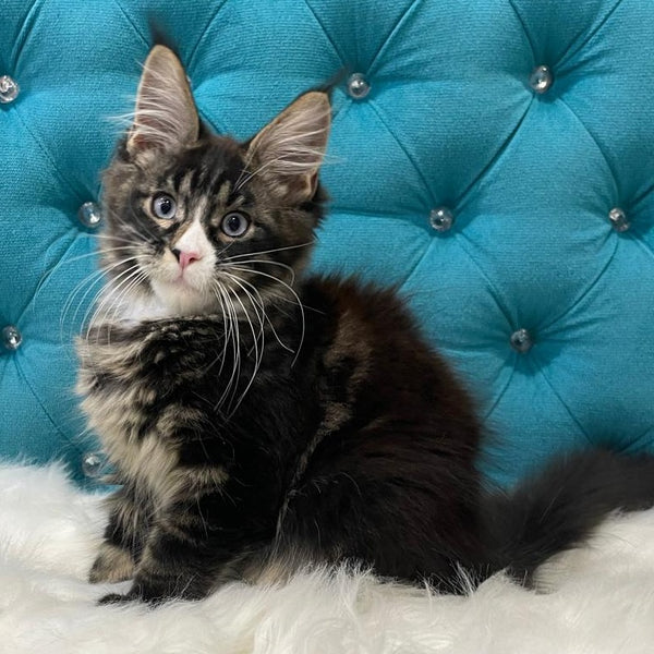 Urkhon Maine Coon male, black tabby with white