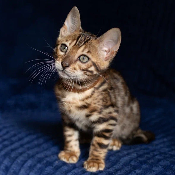 Winston Bengal male, black spotted tabby