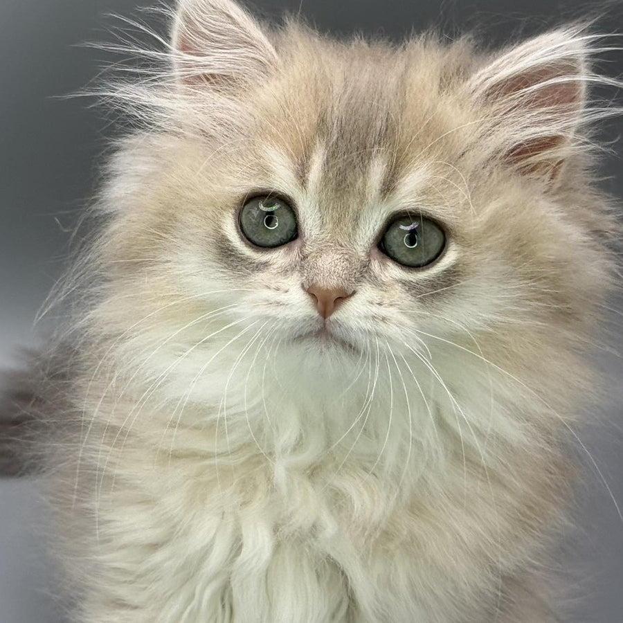 Jardin Scottish Straight female, blue golden shaded