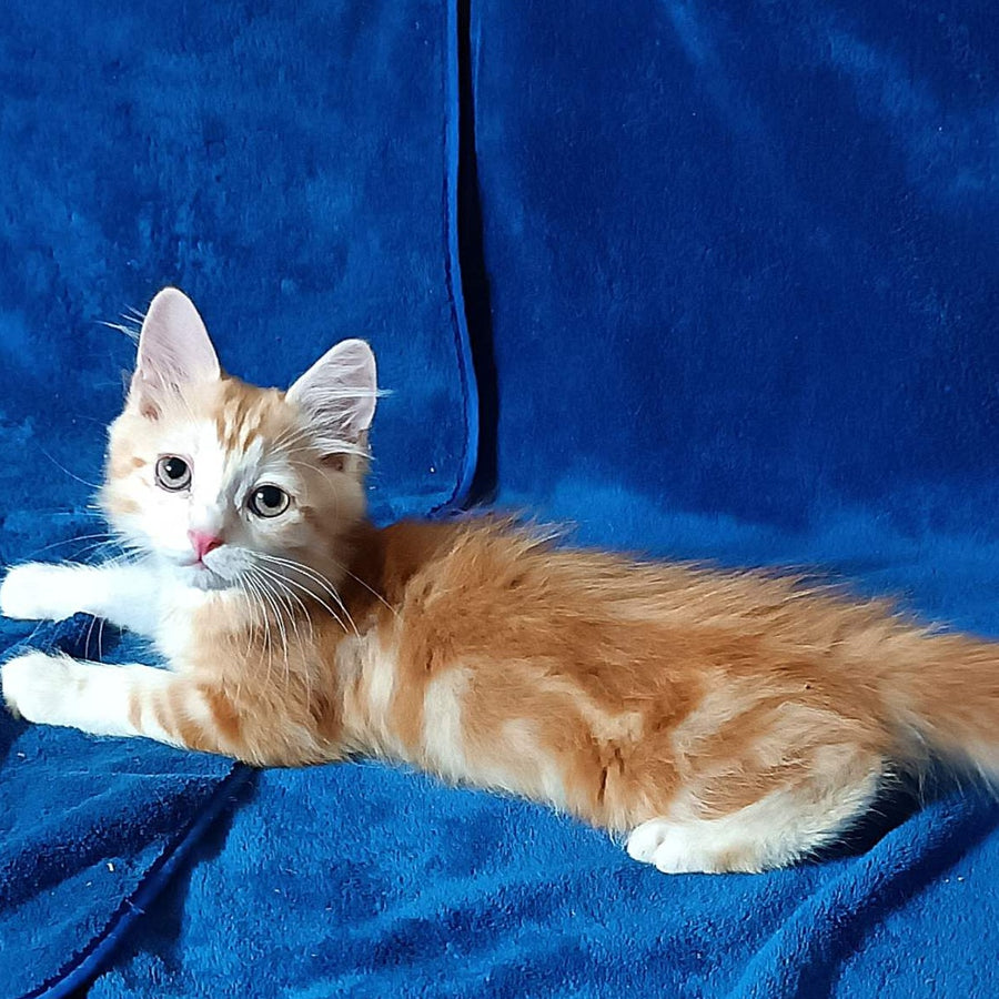 Еlizabet Siberian female, red with white tabby