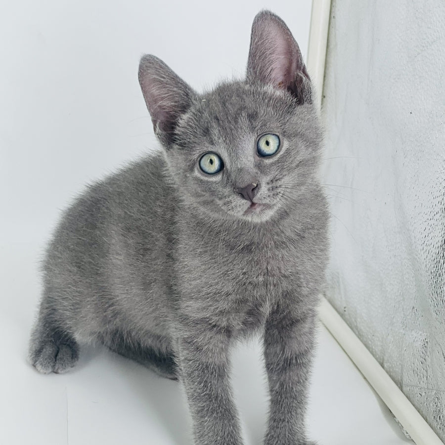 Archie Russian Blue male, blue