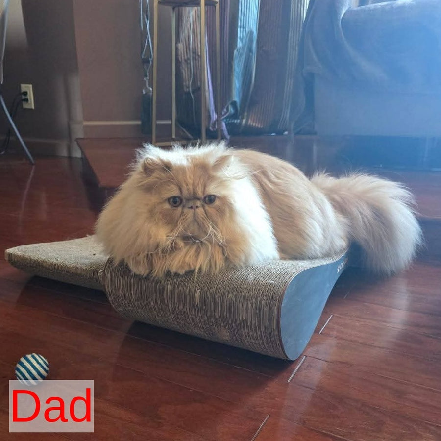 Timoti Persian male, cream tabby