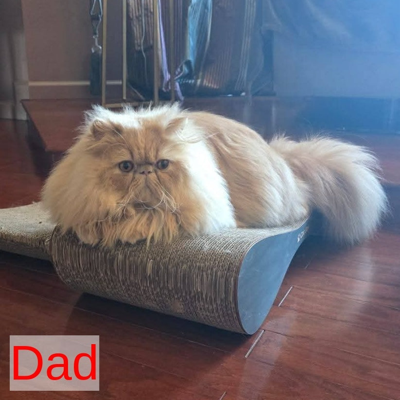 Tom Persian male, cream tabby