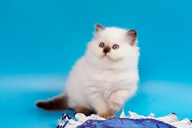 Yvette British Longhair male chocolate pointed - live animals