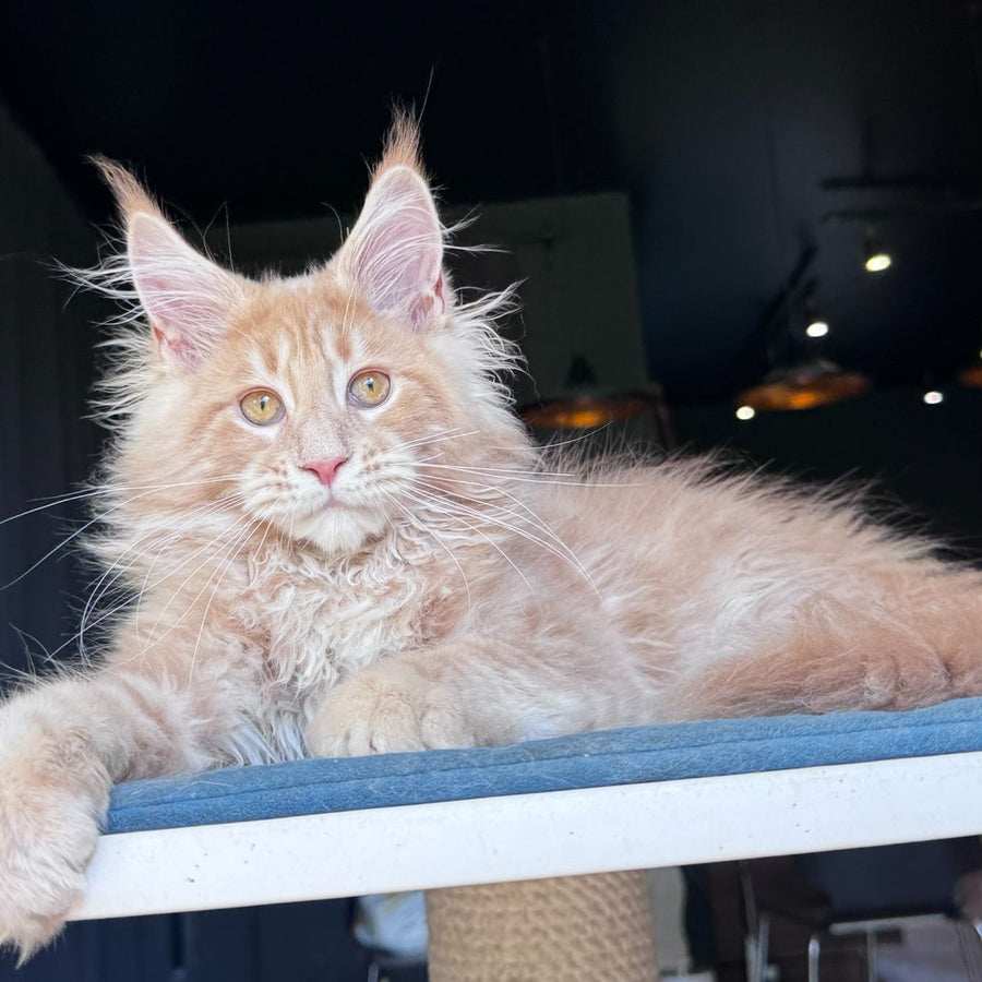Winston Noir Maine Coon male, cream tabby
