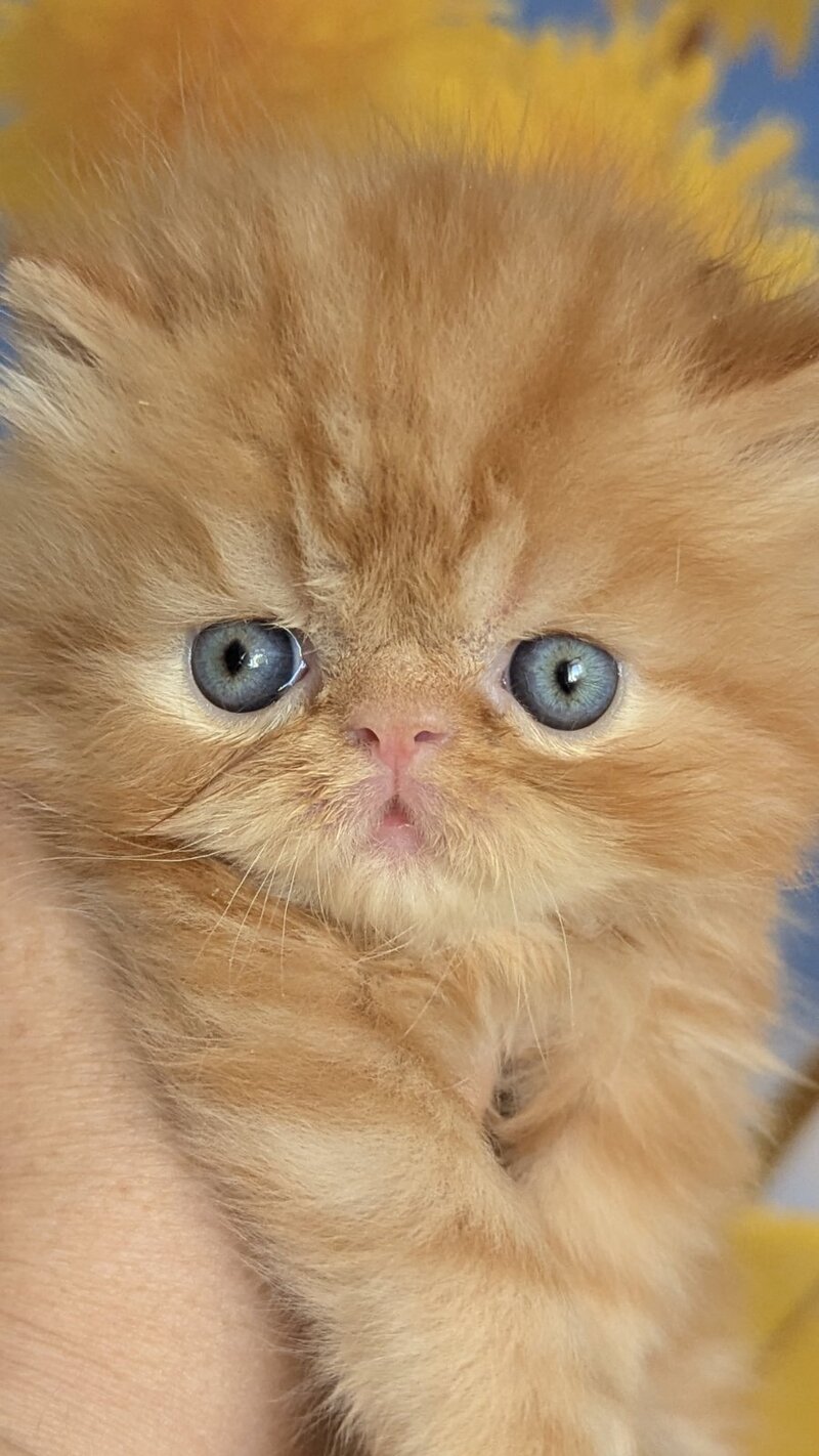 Persey Persian male, red tabby