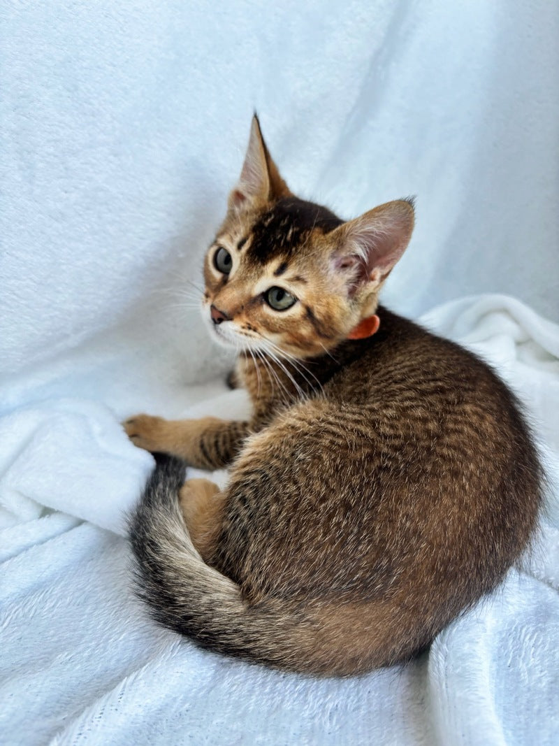 Susie Abyssinian female, ruddy